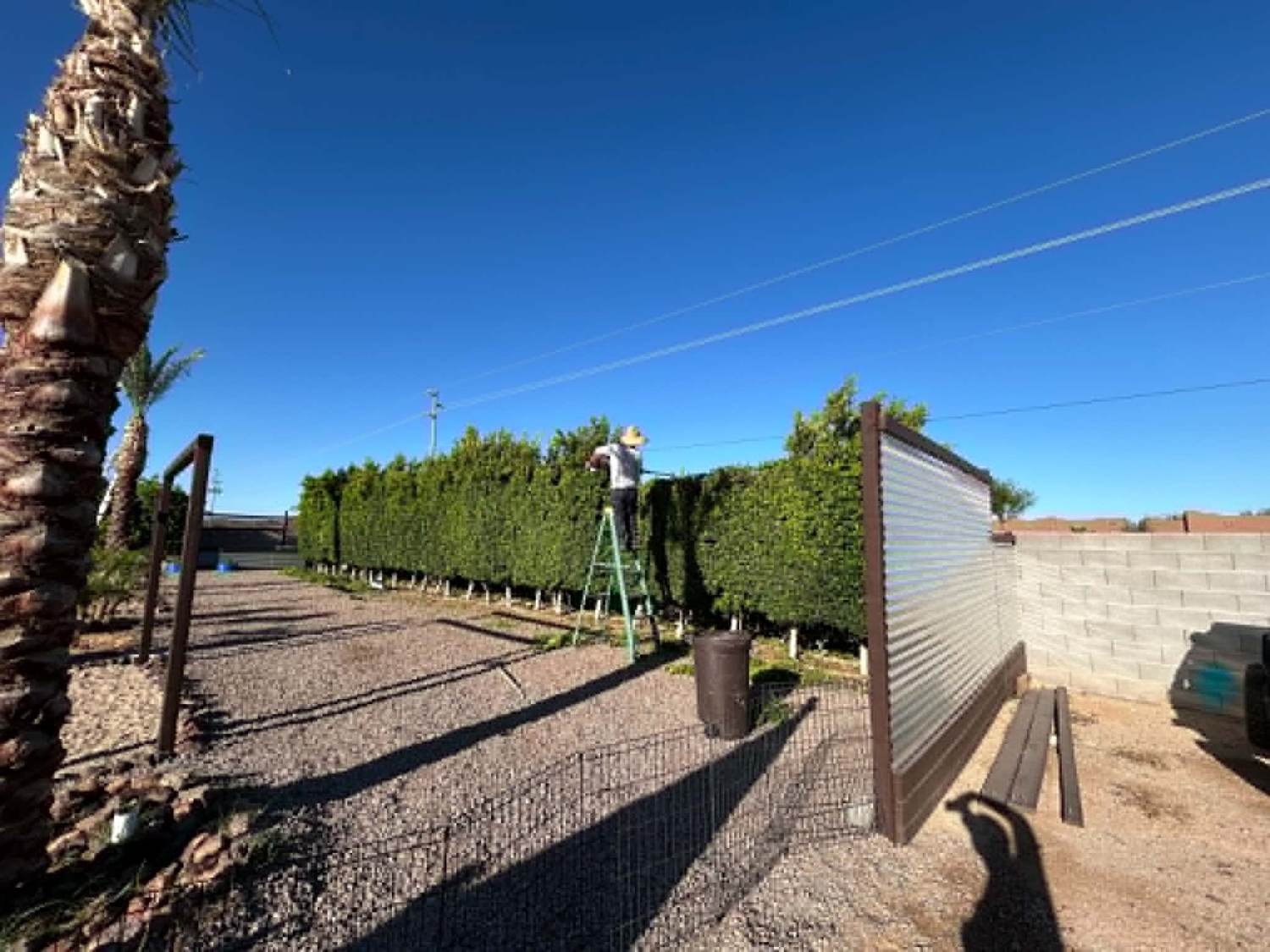 Elite G crew precision hedge trimming in Buckeye AZ